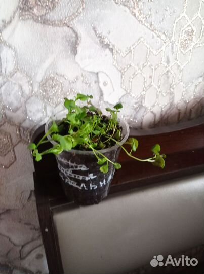 Цветы однолетнии