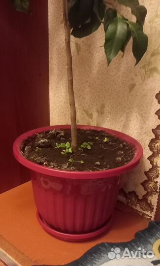 Лимонное дерево