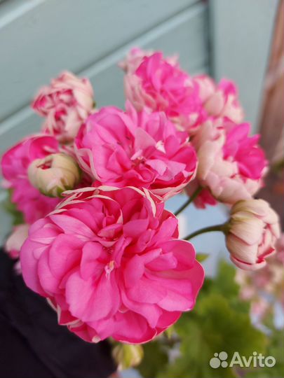 Пеларгония герань