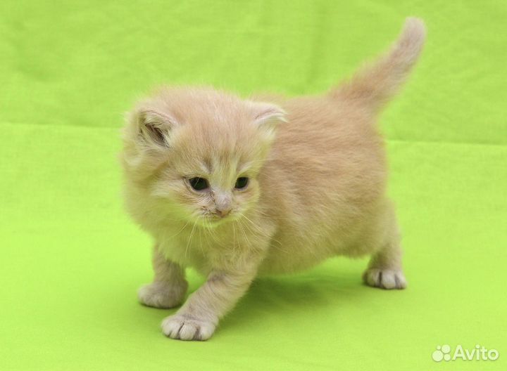 Котёнок Лучик