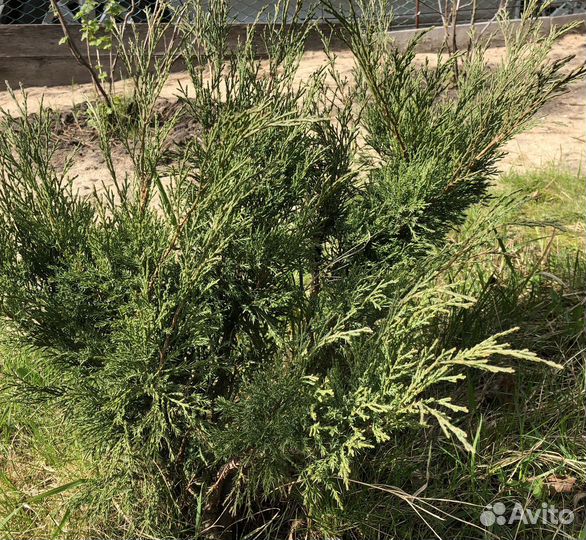 Можжевельник