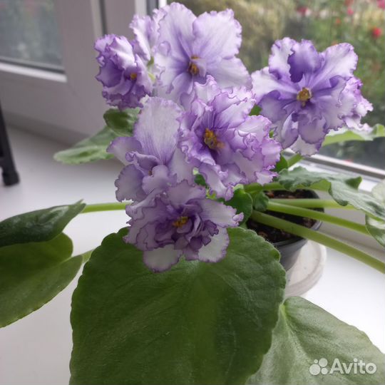 Фиалка (Лист на срез)