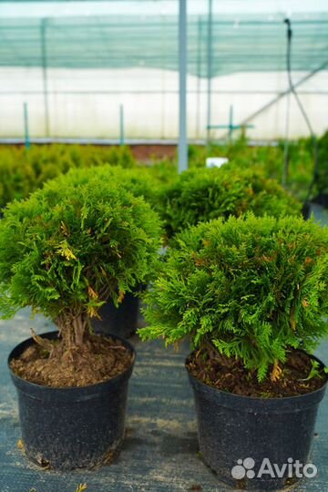 Туя западная Даника (круглая)