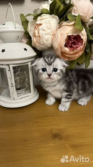 Шотландские вислоухие котята