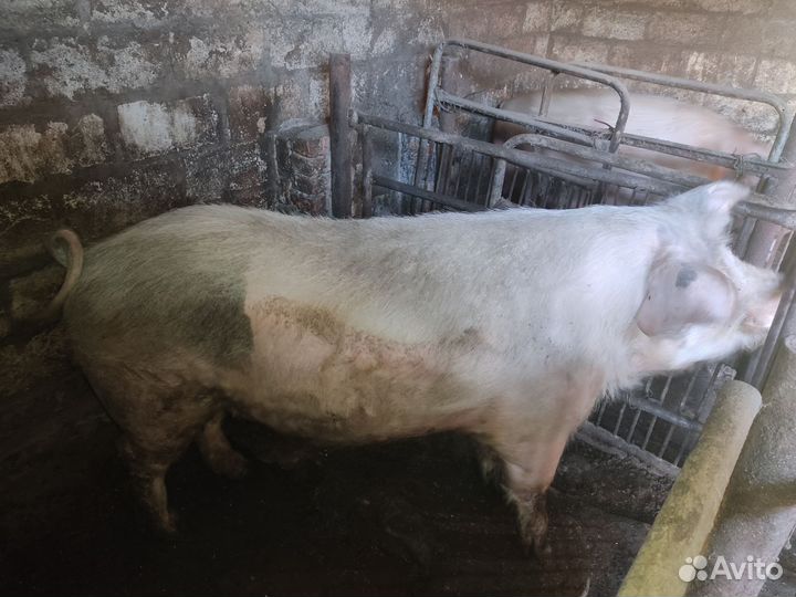 Продам хряка