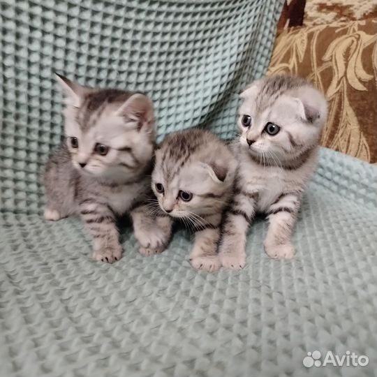 Шотландские котята