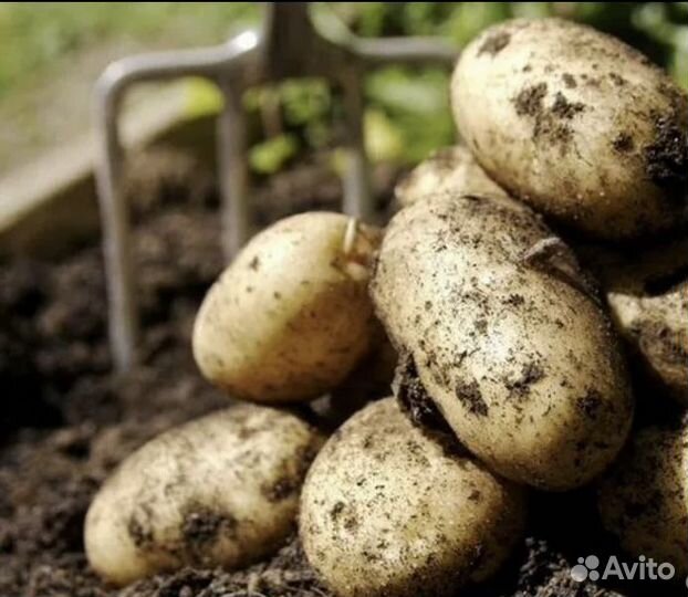 Продам картофель,желтый. Едовой/на посадку