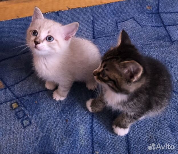 Котенок в добрые руки