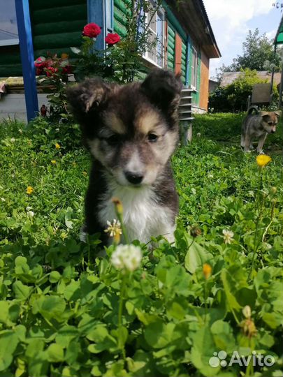 Собака в добрые руки щенок