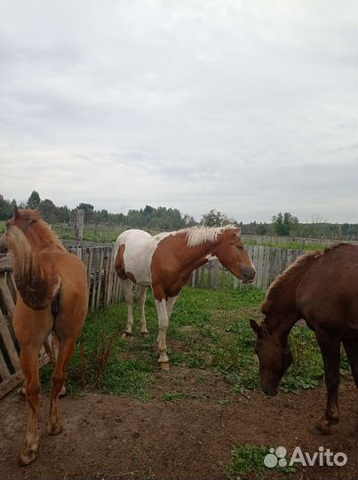 Продам жеребчика