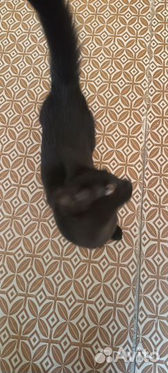 Котëнок в хорошие руки