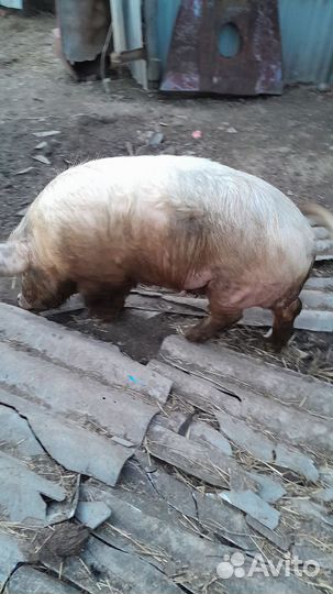 Хряк на племя