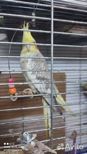 Попугай корелла