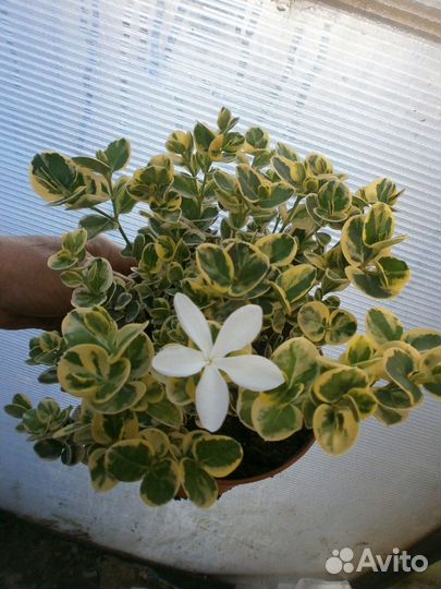 Карисса вариегатная -соландра-и др