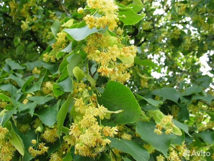 Саженцы деревьев для озеленения Вашего участка