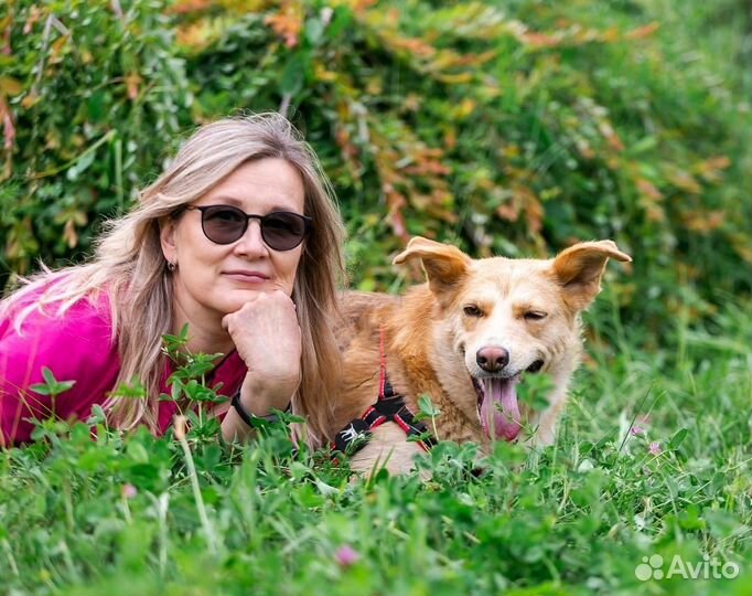 Собака в добрые руки