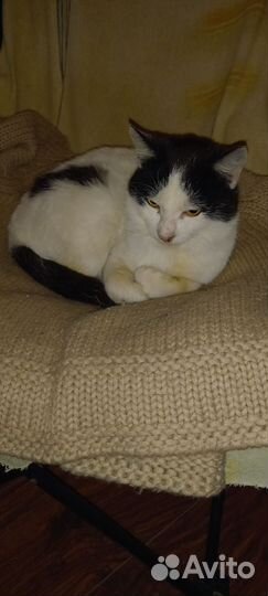 Найден кот