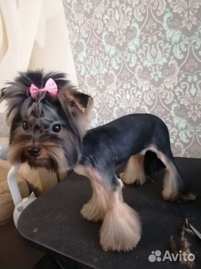 Груминг для собак