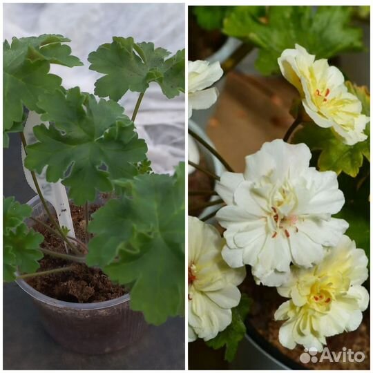 Пеларгония герань