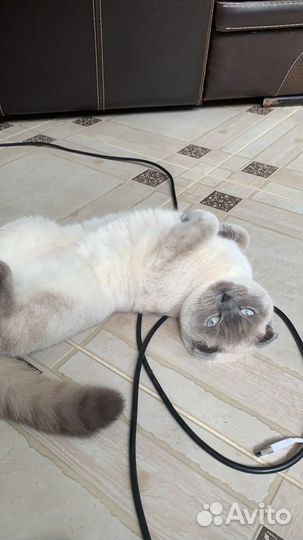 Ищем кота для вязки
