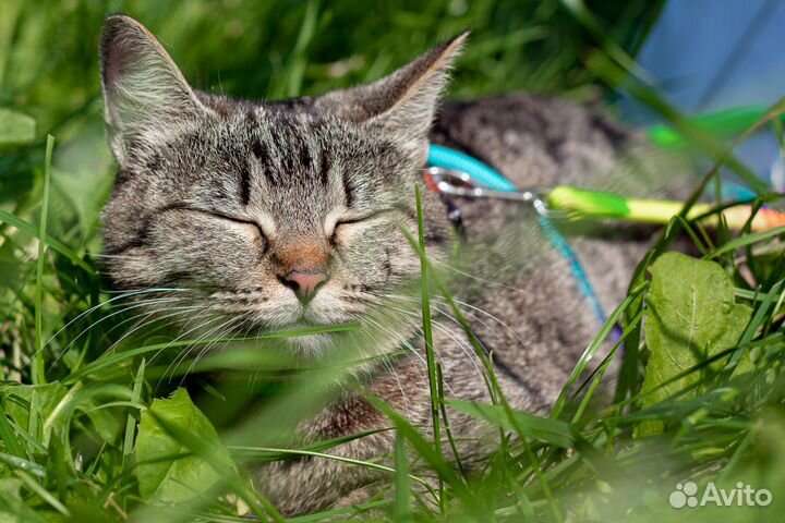 Ищет дом кошечка