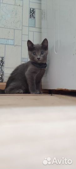 Котенок серая девочка