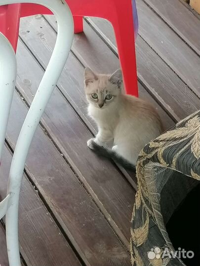 Кошка