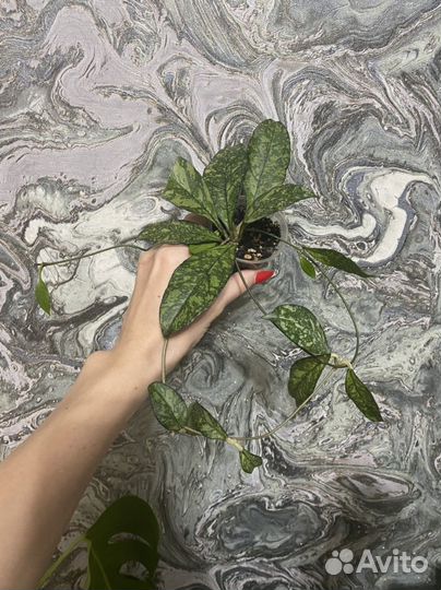 Филодендроны и сингониумы