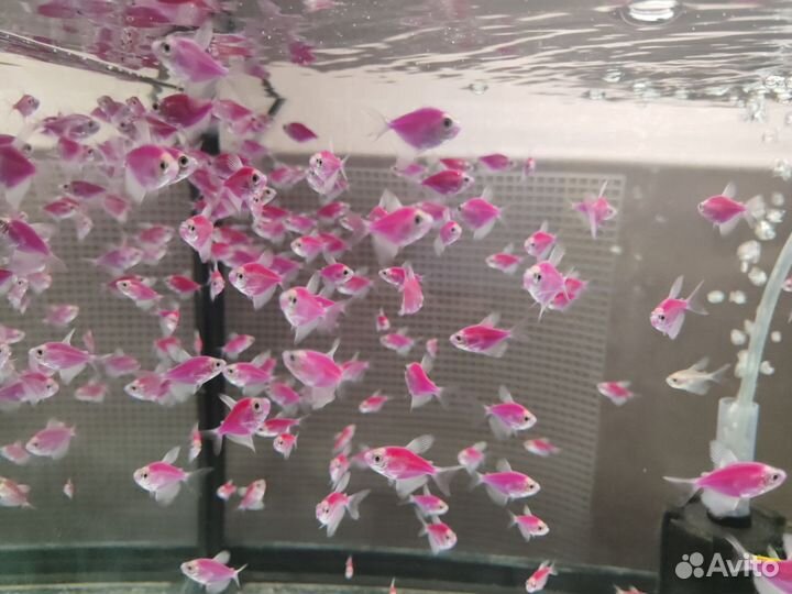 Теренция гло