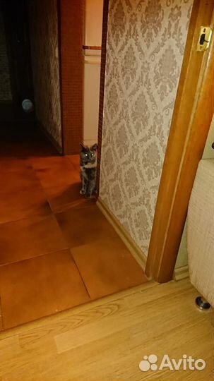 Кошка в дар