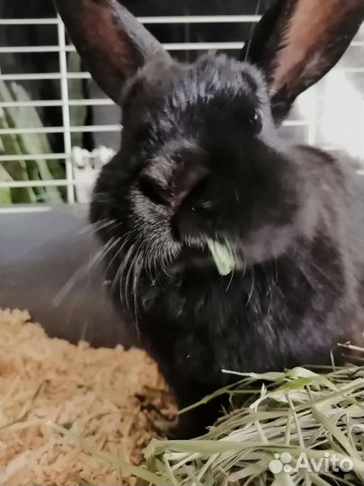 Кролик декоративный