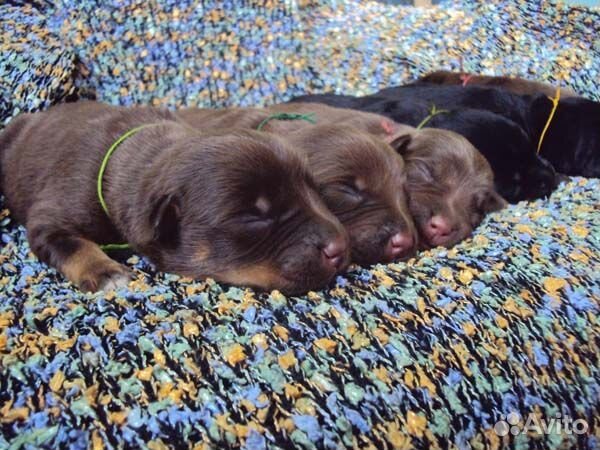 Австралийский келпи (возможна доставка)