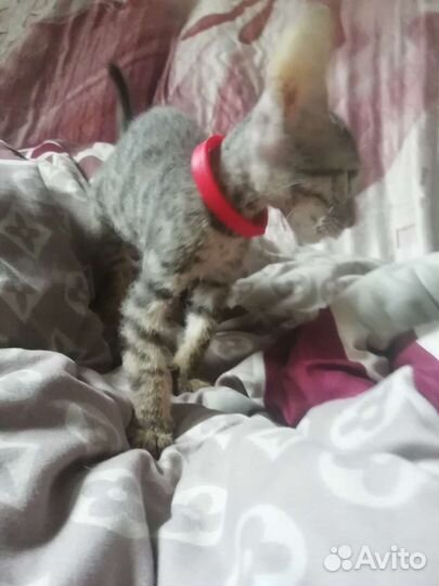 Котенок сфинкс