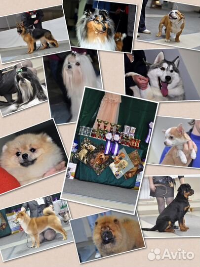 Кинолог профессионал(с многолетним стажем)