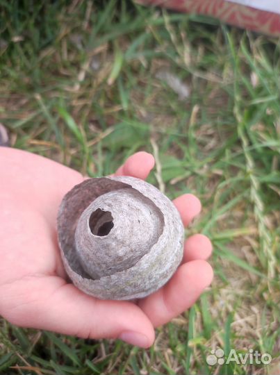 Осиные улии