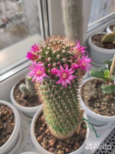 Кактус взрослый 40 см