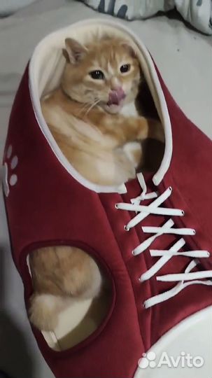 Котик