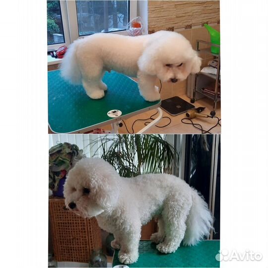 Груминг. Стрижка, вычес собак и кошек