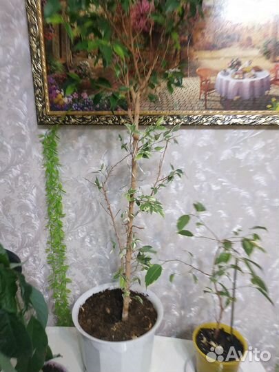 Комнатные цветы,фикус, авокадо