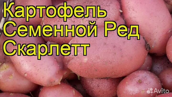 Семенной картофель Ред Скарлет, доставка