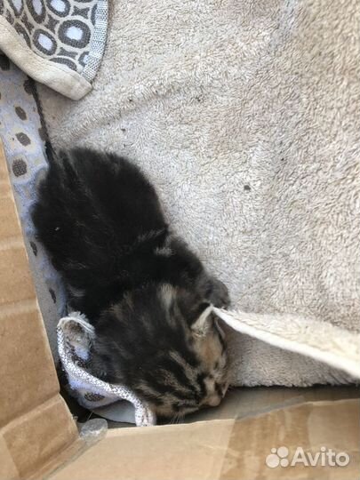Котенок