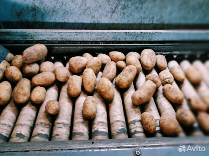 Картофель Гала