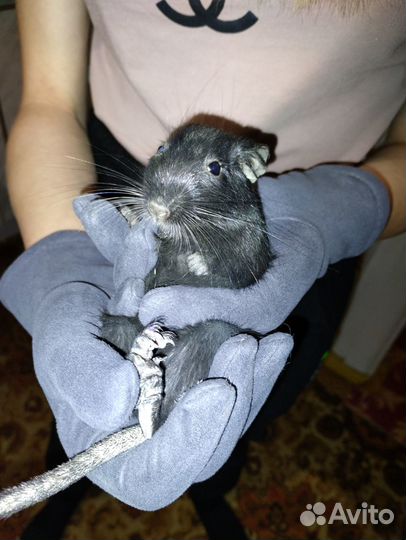 Грызуны бесплатно с клеткой в добрые руки
