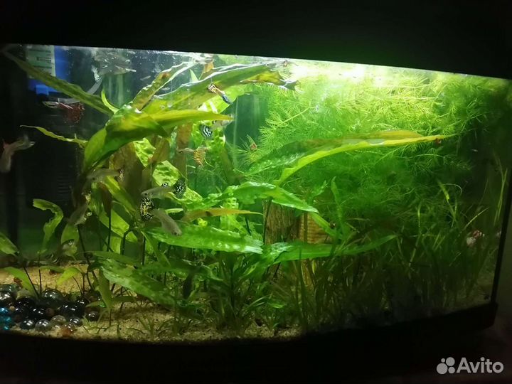Аквариум с рыбками