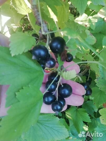 Красная смородина соберем на заказ