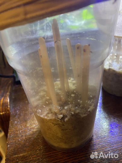 Муха дрозофила хидея и меланогастер