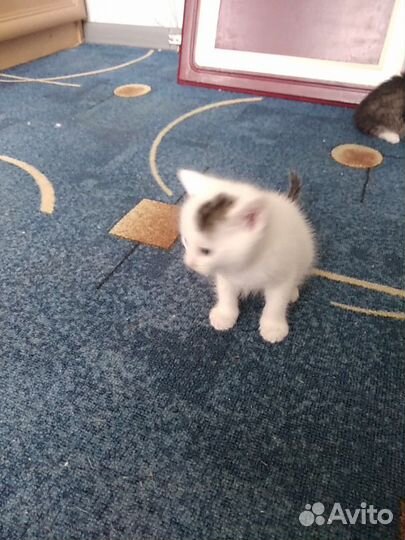 Отдадим котят в добрые руки, мальчик и девочка