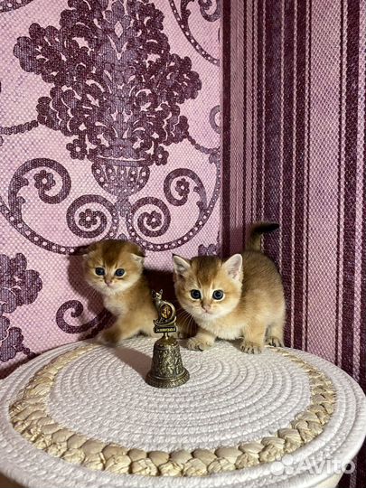 Шотландские фолд и страйт