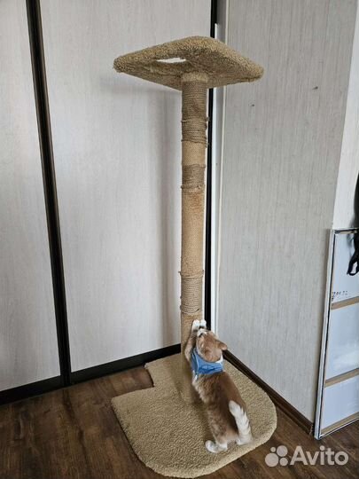 Когтеточка столб для кошек высокая