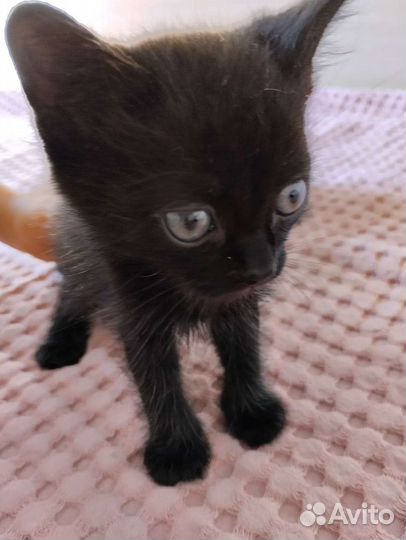 Черный котенок мальчик